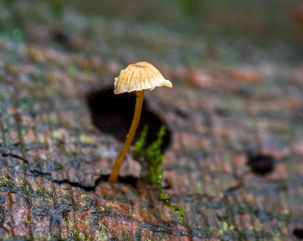 closeup of beautiful mushrooms in an autumn forest