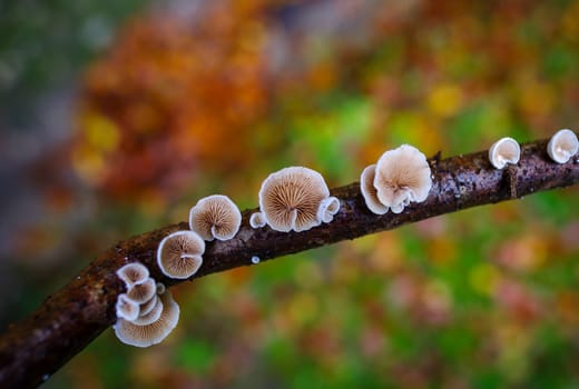 closeup of beautiful mushrooms in an autumn forest