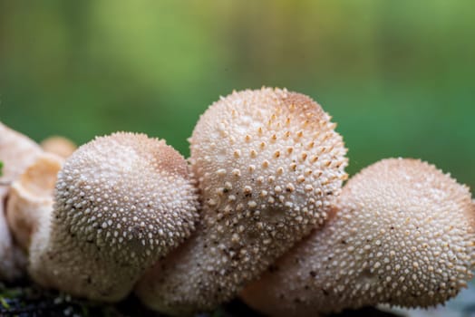 closeup of beautiful mushrooms in an autumn forest