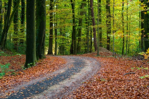footpath in a beautiful autumn forest
