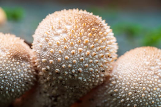 closeup of beautiful mushrooms in an autumn forest