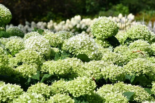 White blooming forest hydrangea in a park