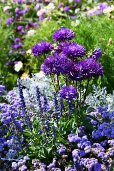 Summer asters in full bloom