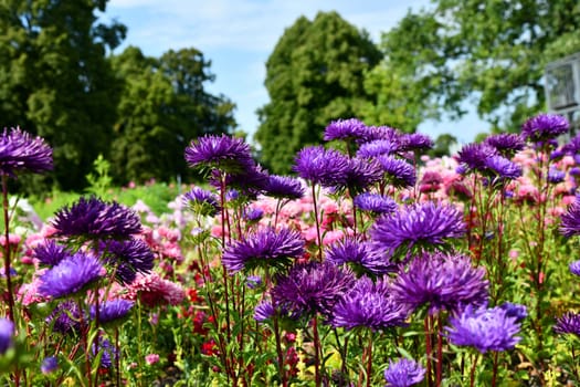 Summer asters in full bloom