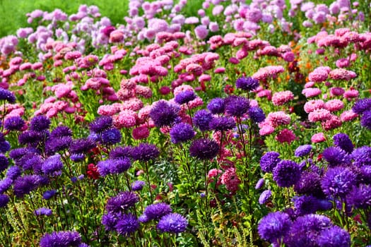 Summer asters in full bloom