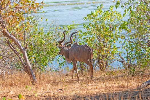 Greater Kudu Heading Through the Bush in Chobe National Park in Botswana