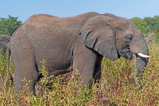 African Elephant Feeding in the Savanna in Chobe National Park in Botswana