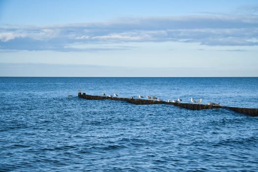Seagulls on a groyne in the Baltic Sea. Waves and blue sky. Coast by the sea. Animal photo