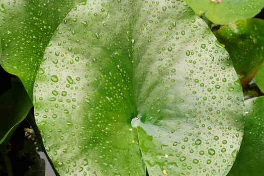 Raindrops on a lily pad in the pond