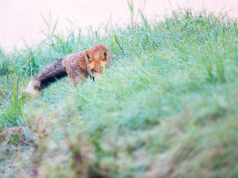 Portrait of a red fox (Vulpes vulpes) peeking through grass in meadow