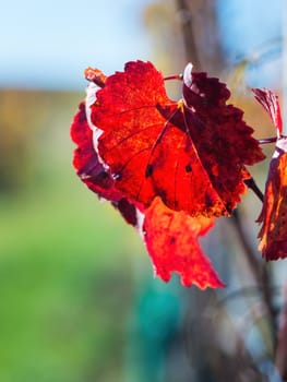 Autumn grapes with red leaves, the vine at sunset is reddish yellow