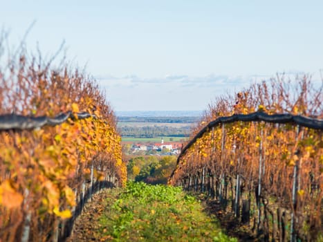 Autumn landscape with fog near village of Horitschon in Burgenland