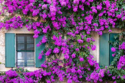 Blooming bouganville flower in summer season- exterior decoration of Italian home with traditional window