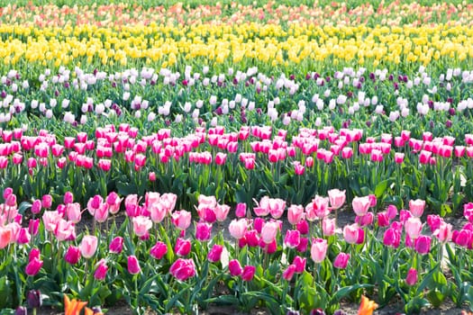 Blooming tulips field in Holland, springtime - beautiful multicolored background, sunlight