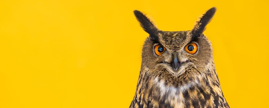 Owl closeup looking at the camera. One animal, nobody, concept for wildness and wildlife
