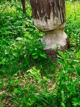 Close landscape view at the edge of the forest in front of green wild growth with beavers browsing on a tree in the foreground.
