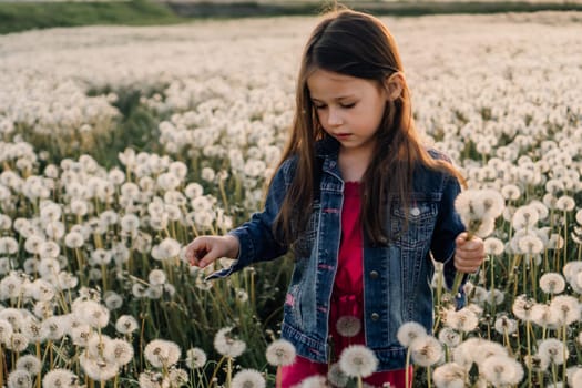 Gorgeous little lady in blue denim jacket over pink jumpsuit walking in white dandelions field and collecting bouquet of fluffy flowers. Girl looking down, searching for best plant with posy in hand.