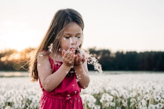 Delightful brunette girl standing surrounded by white dandelions and blowing flowers that holding in hands. Little lady in pink jumpsuit walking and playing in field full of fluffy blossoms.