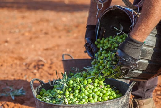Laborer emptying his fruit-gathering basket of olives into the bucket. Table olives harvest season scene