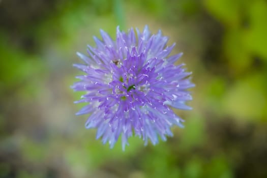 Chives, scientific name Allium schoenoprasum, is a species of flowering plant in the family Amaryllidaceae that produces edible leaves and flowers