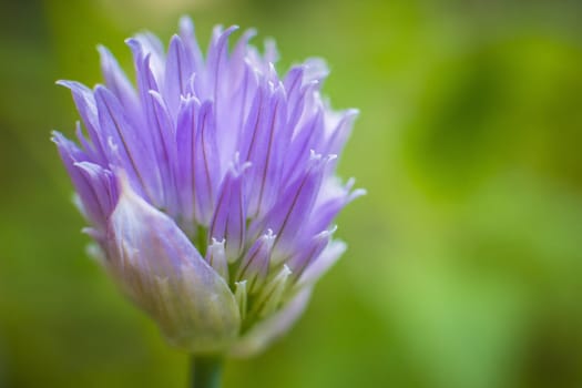 Chives, scientific name Allium schoenoprasum, is a species of flowering plant in the family Amaryllidaceae that produces edible leaves and flowers