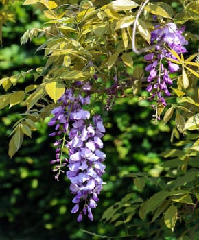 The wisteria blooms profusely in spring with violet paniculate flowers.