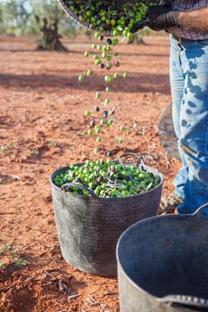 Laborer emptying his fruit-gathering basket of olives into the bucket. Table olives harvest season scene