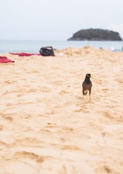 Myna bird standing on the beach. Acridotheres tristis.