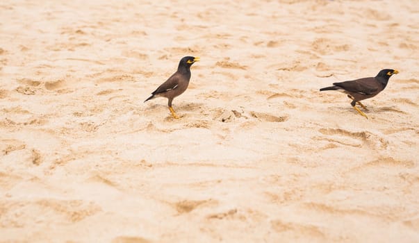 Myna bird standing on the beach. Acridotheres tristis.