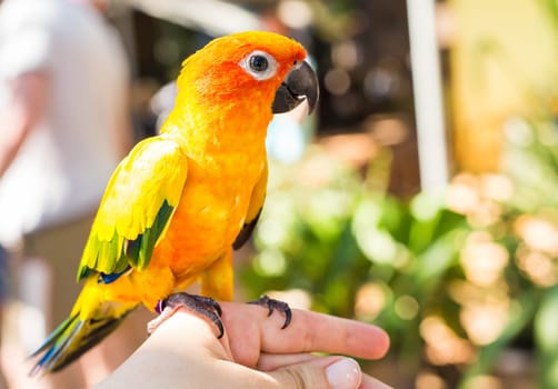 Colorful yellow parrot, Sun Conure, Aratinga solstitialis, standing on the branch, breast profile