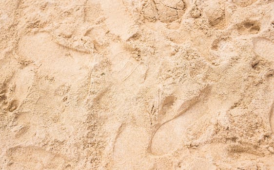 a lot of tracks on a sand of the beach