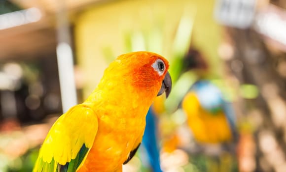 Colorful yellow parrot, Sun Conure, Aratinga solstitialis, standing on the branch, breast profile