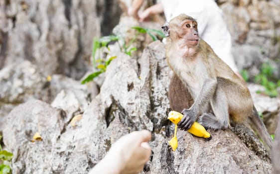 Wild monkey taking food from human's hand