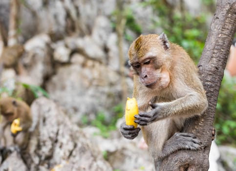 One monkey sits on the stone and eats banana