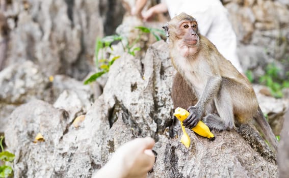 Wild monkey taking food from human's hand