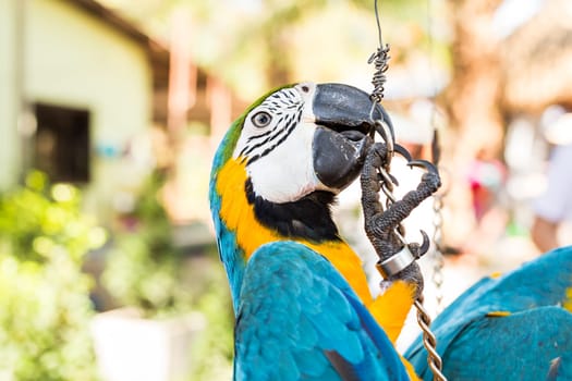 Scarlet Macaw, Ara macao parrot. Colourfull parrot