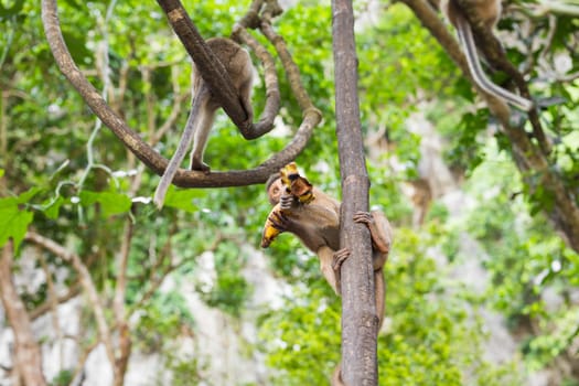 One monkey sits on the stone and eats banana