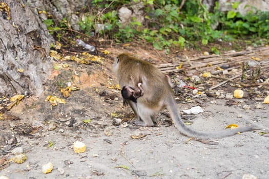 Mother monkey with baby monkey with green background.