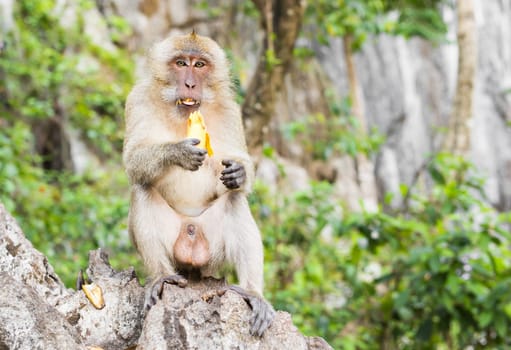 One monkey sits on the stone and eats banana