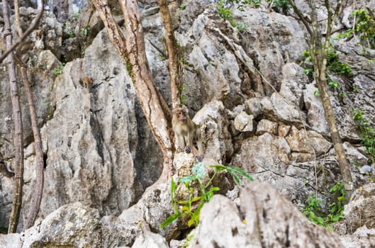 Funny monkeys A funny monkey lives in a natural forest of Thailand.