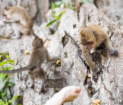 Wild monkey taking food from human's hand