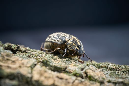 Female of the Walker, Pine Chafer, Polyphylla fullo, extremely rare in the whole world, on the bark of a tree
