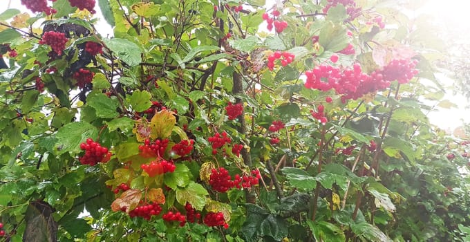 Bright berries of viburnum on background of green foliage. Ripe fruits of guelder-rose hang on branches. Ripe fruits of viburnum. Clusters of red ripe guelder-rose. Crop of viburnum