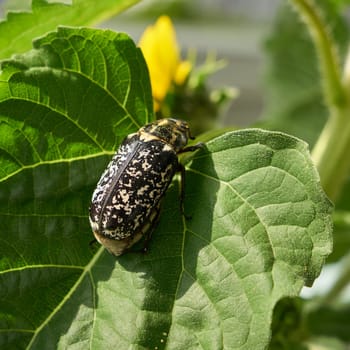 the worldwide very rare Walker, Pine Chafer, Polyphylla fullo, on the leaf of a sunflower