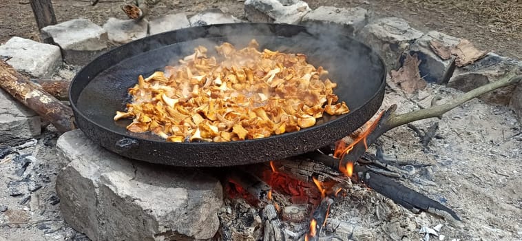 process of cooking fried chanterelles. Wild mushroom dish. Cooking chanterelles on big pan. Forest dish. Cooking delicious dish of mushrooms. Fried chanterelles
