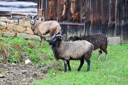 Sheep in front of a rustic barn door