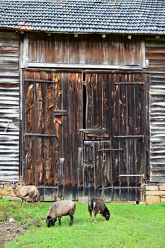 Sheep in front of a rustic barn door