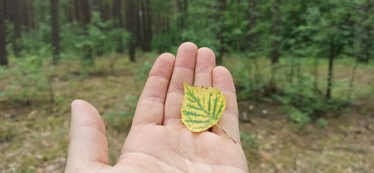 Dry multicolored leaves in human hand. Autumn concept. Yellow and red leaves in human hand. Bunch of colorful autumn leaves