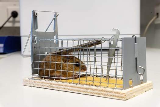 Little mouse sits trapped in a wire trap against blurred background