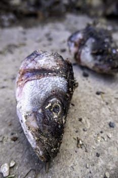 Detail of dried and spoiled fish heads, garbage